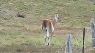 Guanaco Contemplating Jump