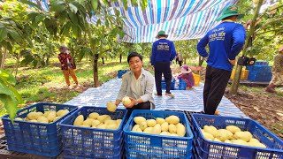 Những quả xoài siêu đẹp được tạo ra từ bàn tay người nông dân Việt