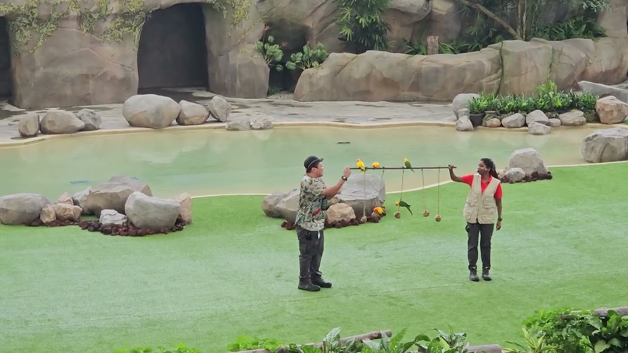 ANIMALS SHOW AT SINGAPORE ZOO 🇸🇬 ##ofwlife #sg60 #highlightseveryonefollowers 