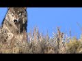 Wolf Reintroduction in Yellowstone