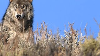 Why 1995 Was a Big Year for Grey Wolves in Yellowstone