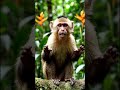 monkey Ne pop Kiya