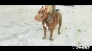 Pitbull Stan Vip Dog Kennels