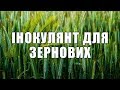 Інокулянт для зернових: пшениці, ячменя та інш. Призначення та переваги застосування.