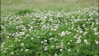 'Yet' (Instrumental Version) - the King will come COVER #christianinstrumental