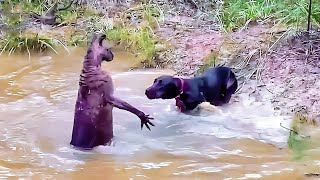 Животные связались не с тем противником!