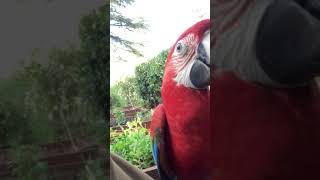 Macaw Ruby saying Hello Ruby Profile