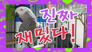 아빠한테 잔소리좀 하지마~조만간 금연하라 하겠다? [연구대상유튜버드앵무새똘이]