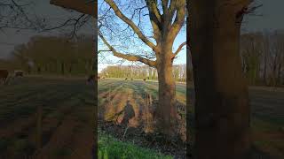 #trending #mtb #pov #cycling #4k #bikelife #bikeride #netherlands #geldrop #india