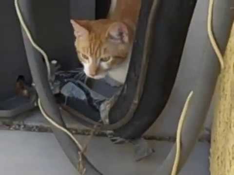 sora-the-cat-2015-video-cute-outside-watch-it-now-youtube-cat-orange-tabby