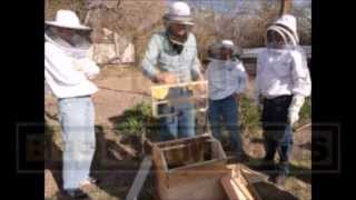Q&A: What is the Difference between Using a Plastic Foundation and a Foundationless Frame