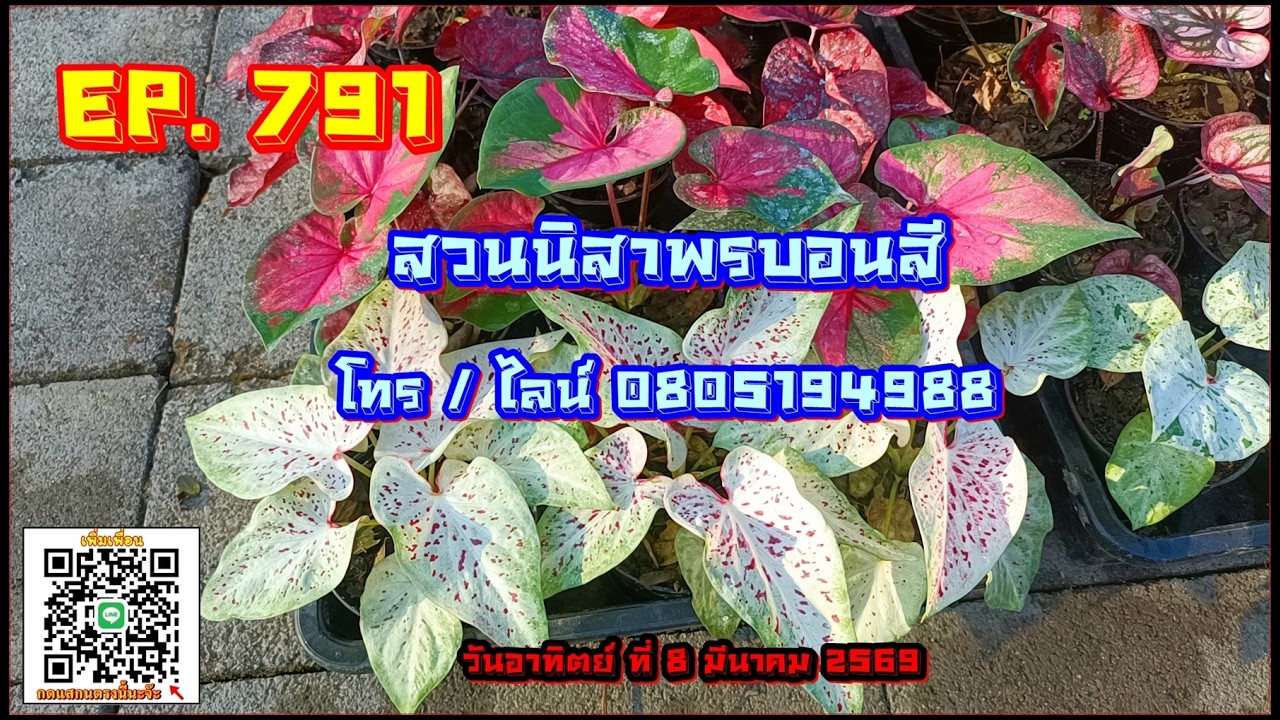 🔴 สวนนิสาพรบอนสี EP 791 🔴 บอนสีสวยๆ มีแถม 8 มี.ค. 69 โทร / ไลน์ 0805194988
