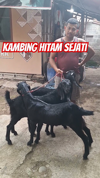 KAMBING PERANAKAN ETTAWA BETINA WARNA HITAM