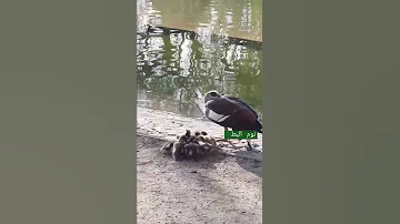نوم البط على رجل واحدة 