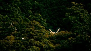 これが伊勢神宮だ！映画『うみやまあひだ　～伊勢神宮の森から響くメッセージ～』予告編