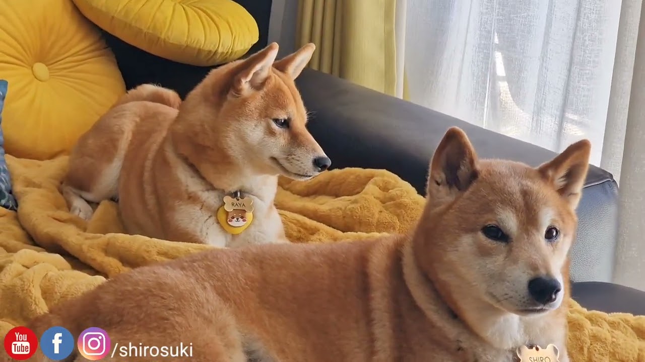Very well mannered dogs onboard the ship
