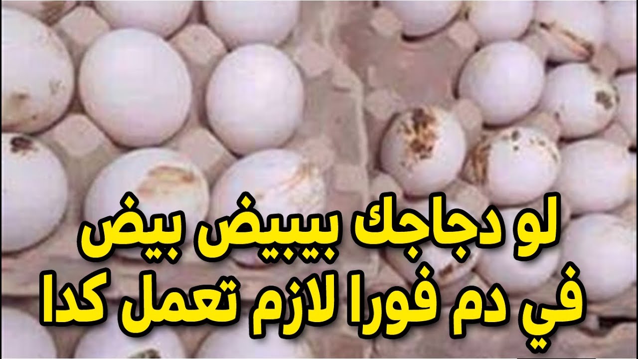 لو دجاجك بيبيض بيض في دم فورا لازم تعمل كدا دا يدل علي مشكلة عند الدجاج لازم نعالجها قبل فوات الاوان