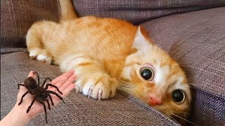 Funniest Cat Videos Will Make You Laugh #267 - Funny Animal Videos