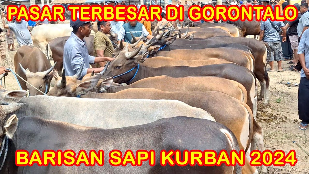 Pasar Terbesar Di Gorontalo ! Harga Sapi Bali Jantan Banteng Part 2