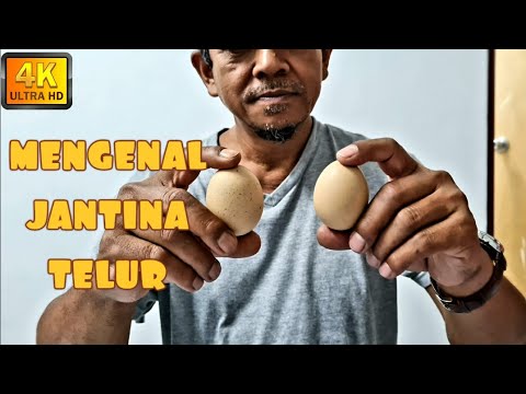 Video: Bagaimana ayam jantan menyuburkan telur?