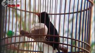 TAIWAN BLACK BUL BUL BIRD || burung endemik taiwan