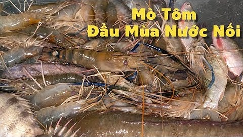 Mò Tôm Càng Xanh Đầu Mùa Nước Đổ Hôm Nay Trúng Mánh Thấy Mà Ham | Cù Lao Dung Vlogs #802