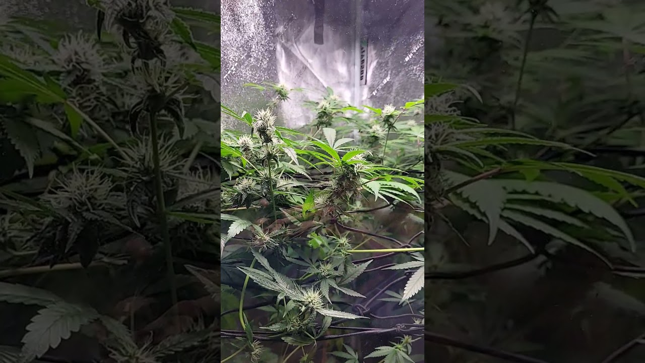 CHOCOLOPE CANDY KUSH STRAIN IN FLOWER. 🍫ABSOLUTELY DELICIOUS 🍭