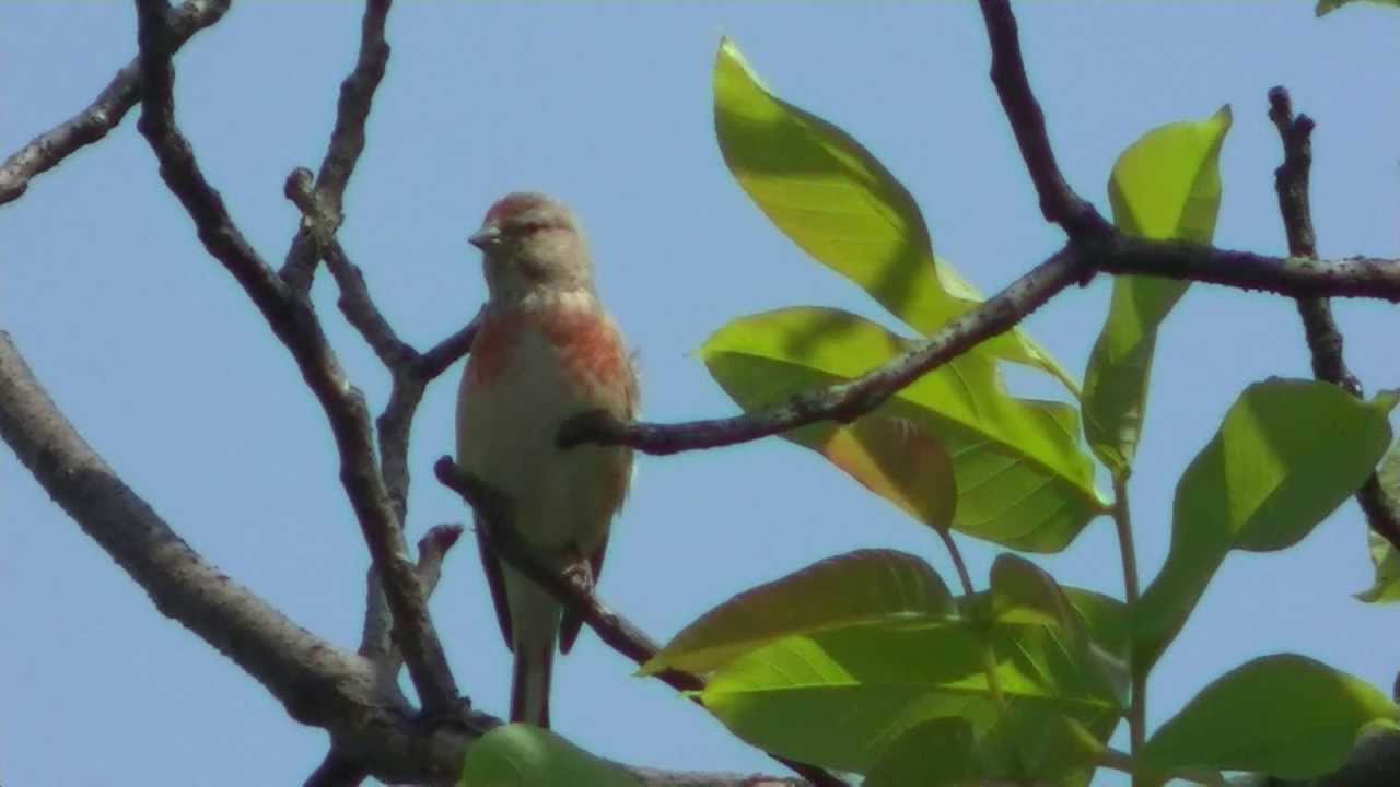 camera iphone 8 plus apk Makolągwa (Carduelis cannabina)