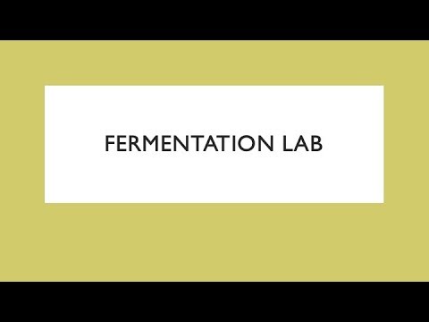 Fermentation Lab Video