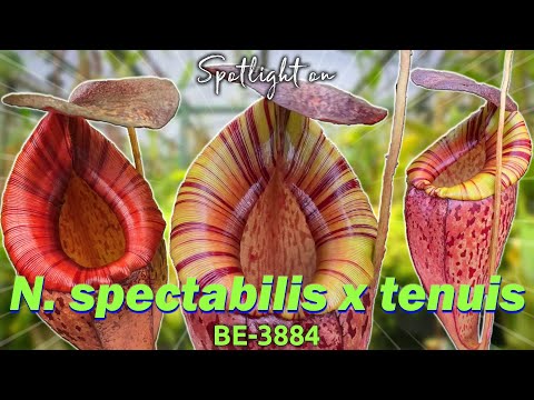 N. spectabilis x tenuis – BE-3884 | Hybrid Carnivorous Plant