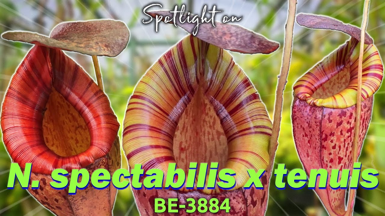 N. spectabilis x tenuis – BE-3884 | Hybrid Carnivorous Plant