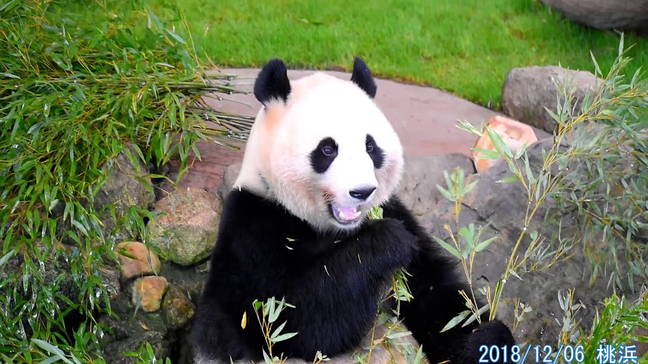 パンダ 桃浜 ひたすら笹食べてるだけです Panda Youtube