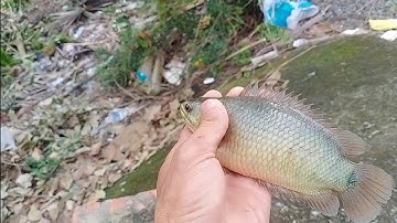 Câu cá rô đồng, cá thác lác.rung tay với con kênh mới, toàn cá ngon ẩn nấp.