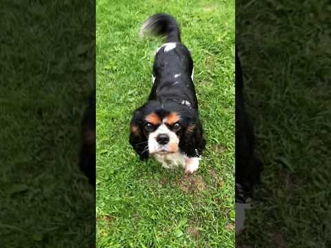 Оптимист и пессимист#shorts #cavalierkingcharlesspaniel #кавалеркингчарльзспаниель #собакаизприюта