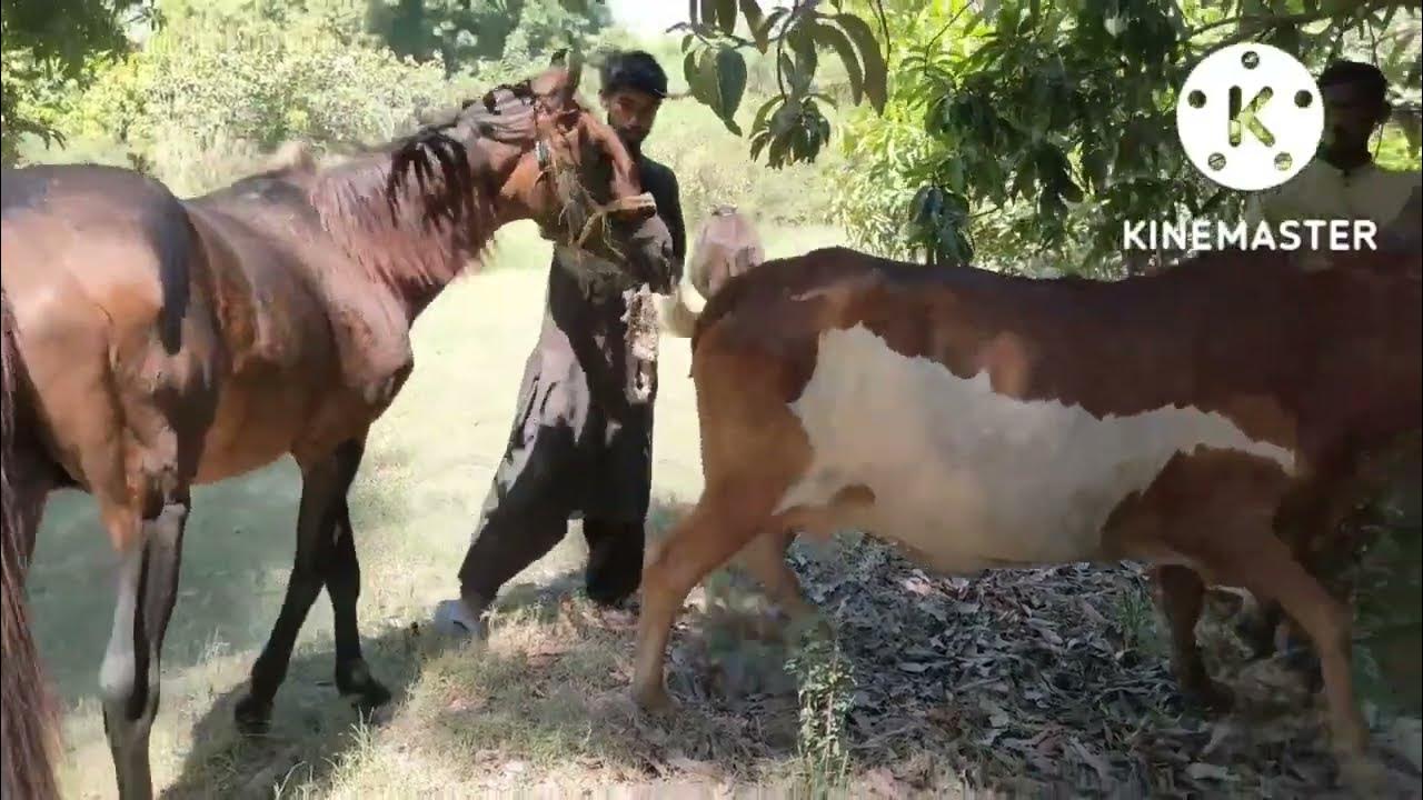 Horse Mating Cow Best Videos YouTube