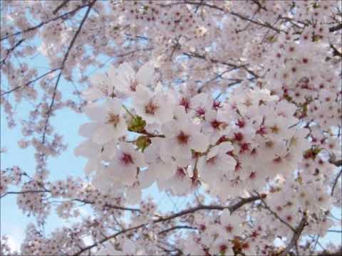 さくら（合唱） 青山しおり編曲ソプラノ（MIDI）