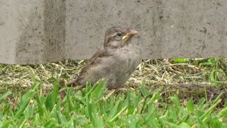 Sparrow Fledgling Learning to Fly