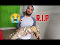 Tiger  rip  turab and sabtain shehrmaindihat