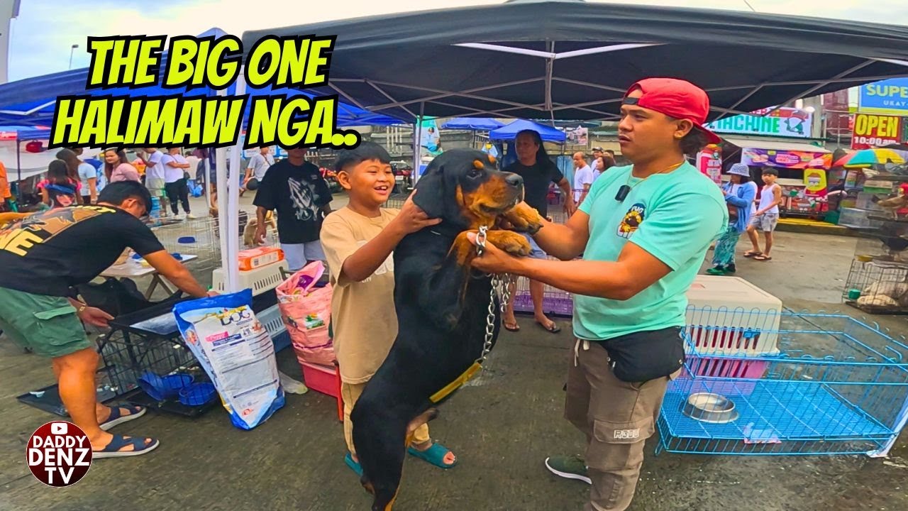 PASOK LAHAT NG GUSTO MO SA KANYA.. / OCT. 12 @GROTTO PET MARKET