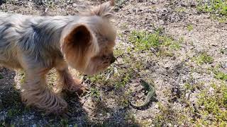 Dog and Lizard Fight With Each Other