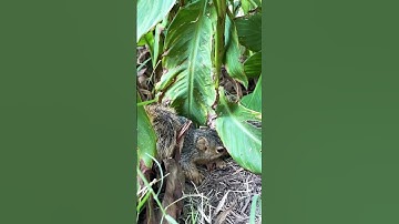 Baby Squirrel says Hi 👋