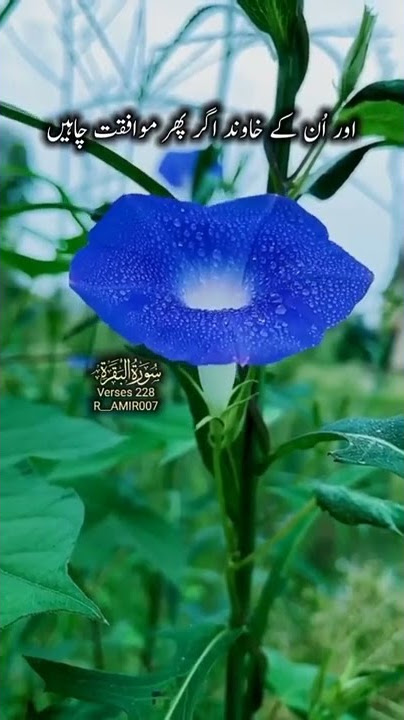 💕Heart Touching  Quran Status || Quran Urdu translation WhatsApp status #tiktok #quran #love