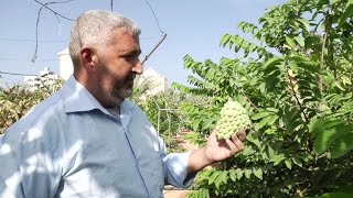 موسم وفير لفاكهة القشطة في غزة
