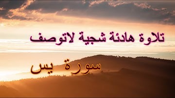 ما أجملها تلاوة هادئة شجية لاتوصف كلها عذوبة ترق لها القلوب: سورة  يس