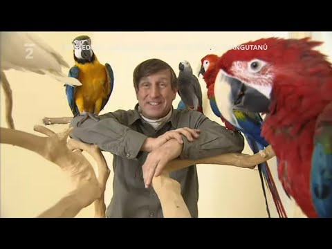 Video: Vše O Papoušcích