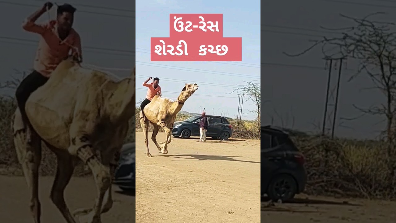 Camel race in kutch gujarat 