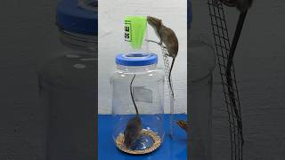 Easy Mouse Trap Idea Using A Plastic Jar // Mouse Trap 2 #Rat #Rattrap #Mousetrap #Shorts