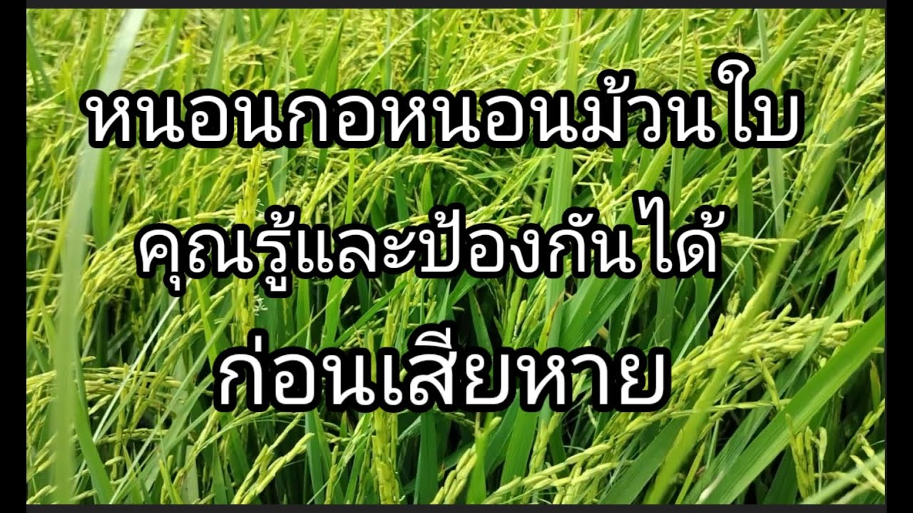 หนอนกอหนอนมวนใบในนาข้าวคุณรู้ก่อนป้องกันได้