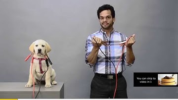 Nail Communications | Puppy Pre-roll