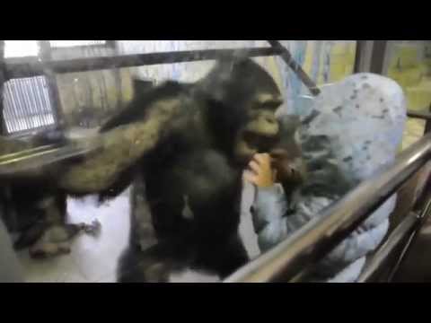 Никто не ожидал такого от шимпанзе))) Обезьяна и малышка